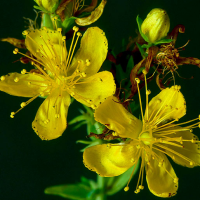 St. John’s Wort Extract